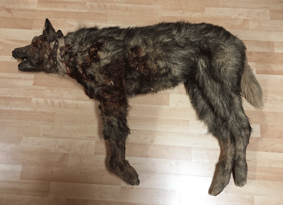 Lobo herido de atrezzo disponible para alquiler